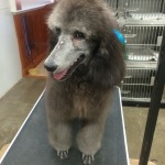 bonejour dog grooming