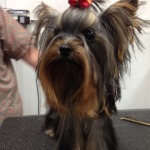 dog groomer barrington il (2)