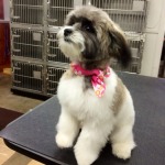 dog groomer barrington illinois