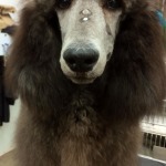 dog grooming bonejour pet grooming
