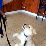 dog walking barrington il