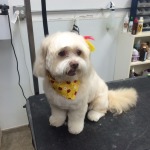 pet groomer barrington il