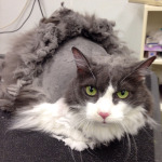 cat-grooming-barrington-il