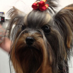 dog-groomer-barrington-il-2