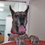 dogwalkerbarrington-il