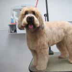 petgroomingbarrington-il