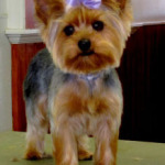 petsittingbarrington-il